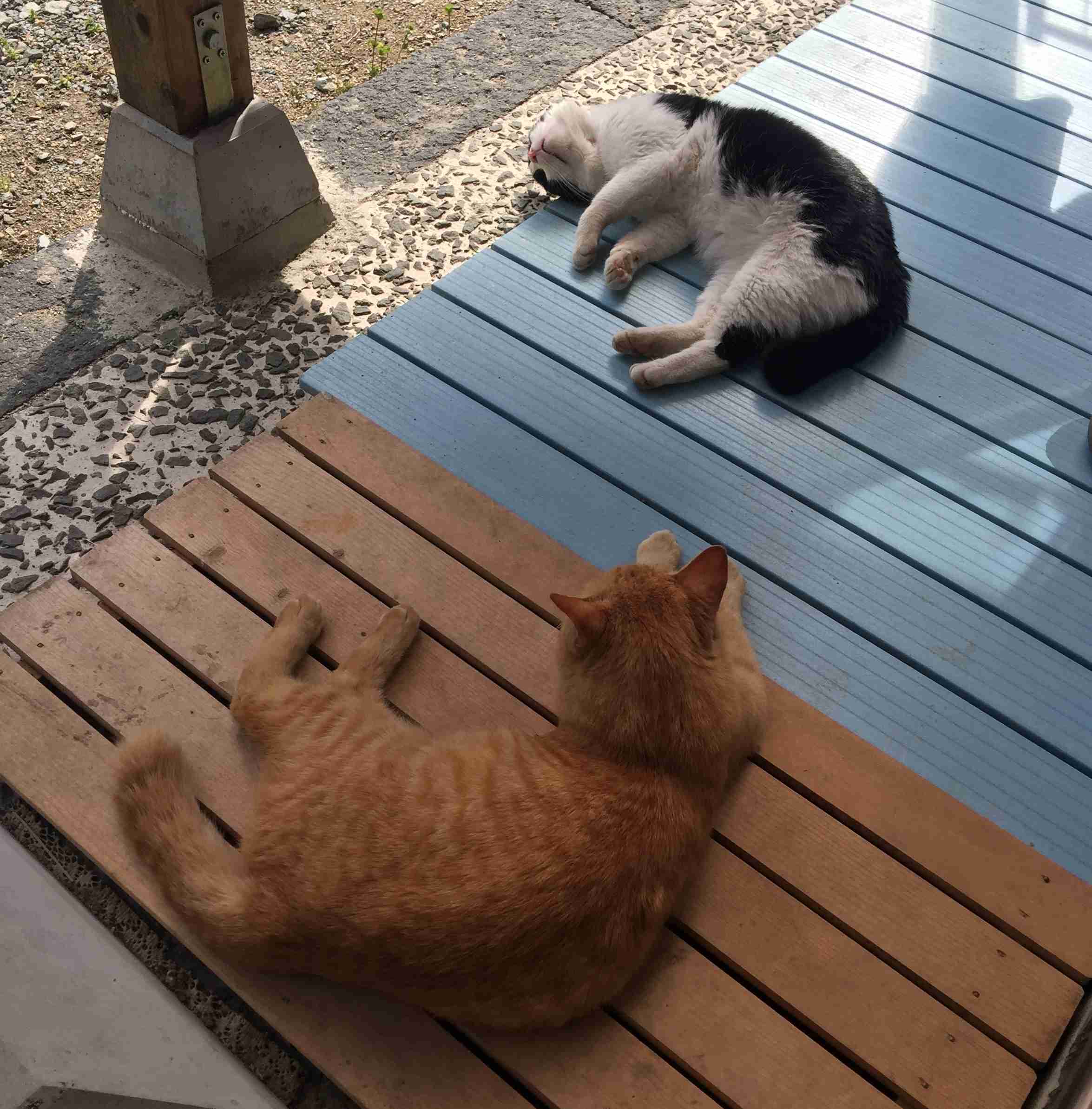 ガルちゃん猫カフェ40号店 開店しました♪ (初めての方も大歓迎！)
