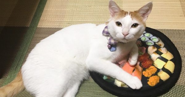 ガルちゃん猫カフェ40号店 開店しました♪ (初めての方も大歓迎！)