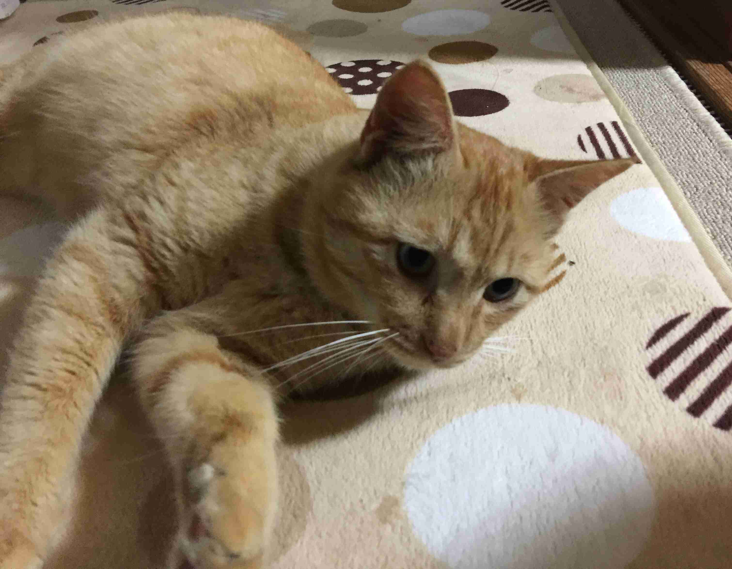 ガルちゃん猫カフェ40号店 開店しました♪ (初めての方も大歓迎！)