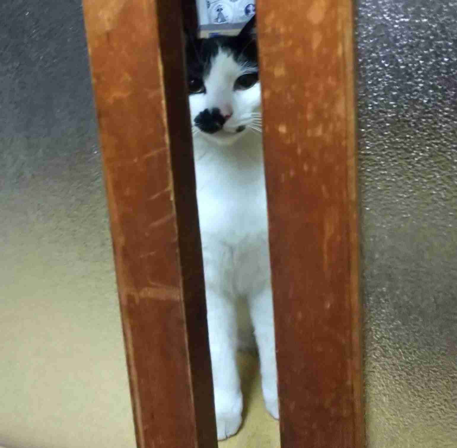 ガルちゃん猫カフェ40号店 開店しました♪ (初めての方も大歓迎！)