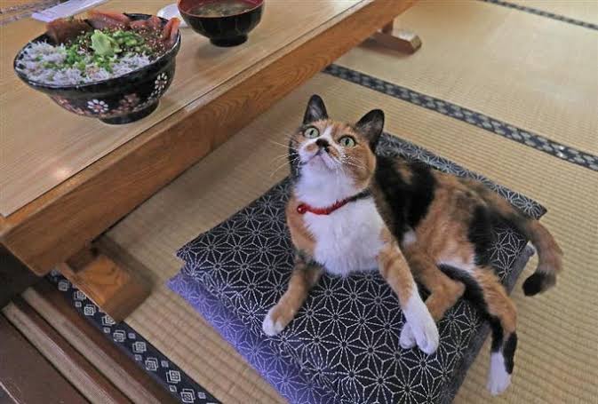 ガルちゃん猫カフェ40号店 開店しました♪ (初めての方も大歓迎！)