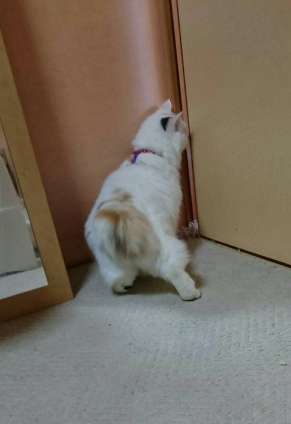ガルちゃん猫カフェ40号店 開店しました♪ (初めての方も大歓迎！)