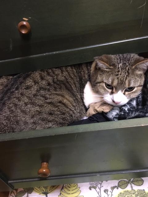 ガルちゃん猫カフェ40号店 開店しました♪ (初めての方も大歓迎！)