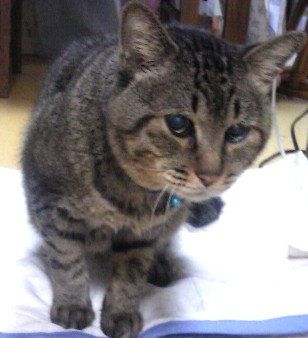 ガルちゃん猫カフェ40号店 開店しました♪ (初めての方も大歓迎！)
