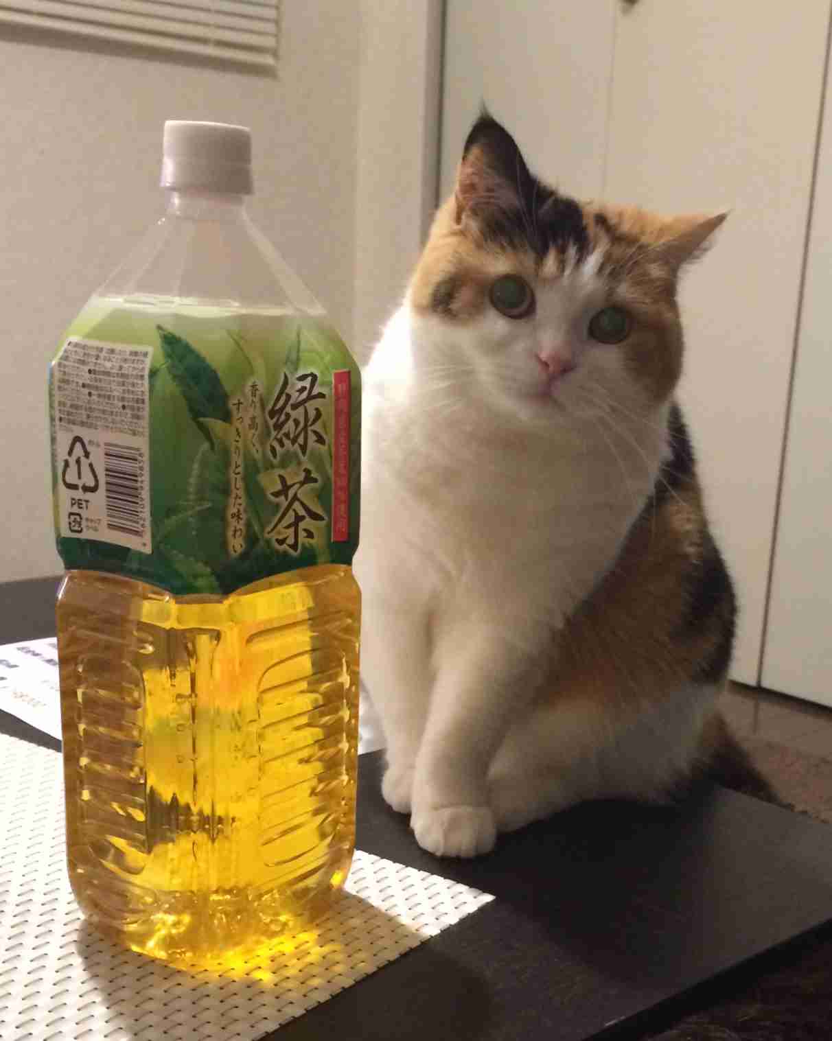 ガルちゃん猫カフェ40号店 開店しました♪ (初めての方も大歓迎！)