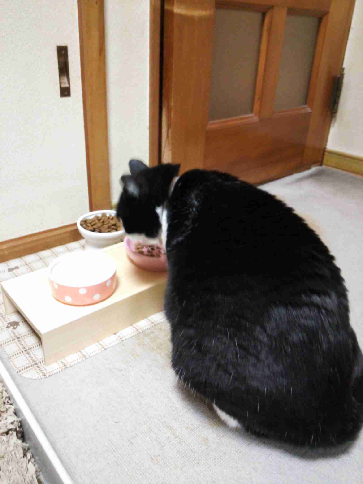 ガルちゃん猫カフェ40号店 開店しました♪ (初めての方も大歓迎！)