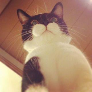ガルちゃん猫カフェ40号店 開店しました♪ (初めての方も大歓迎！)