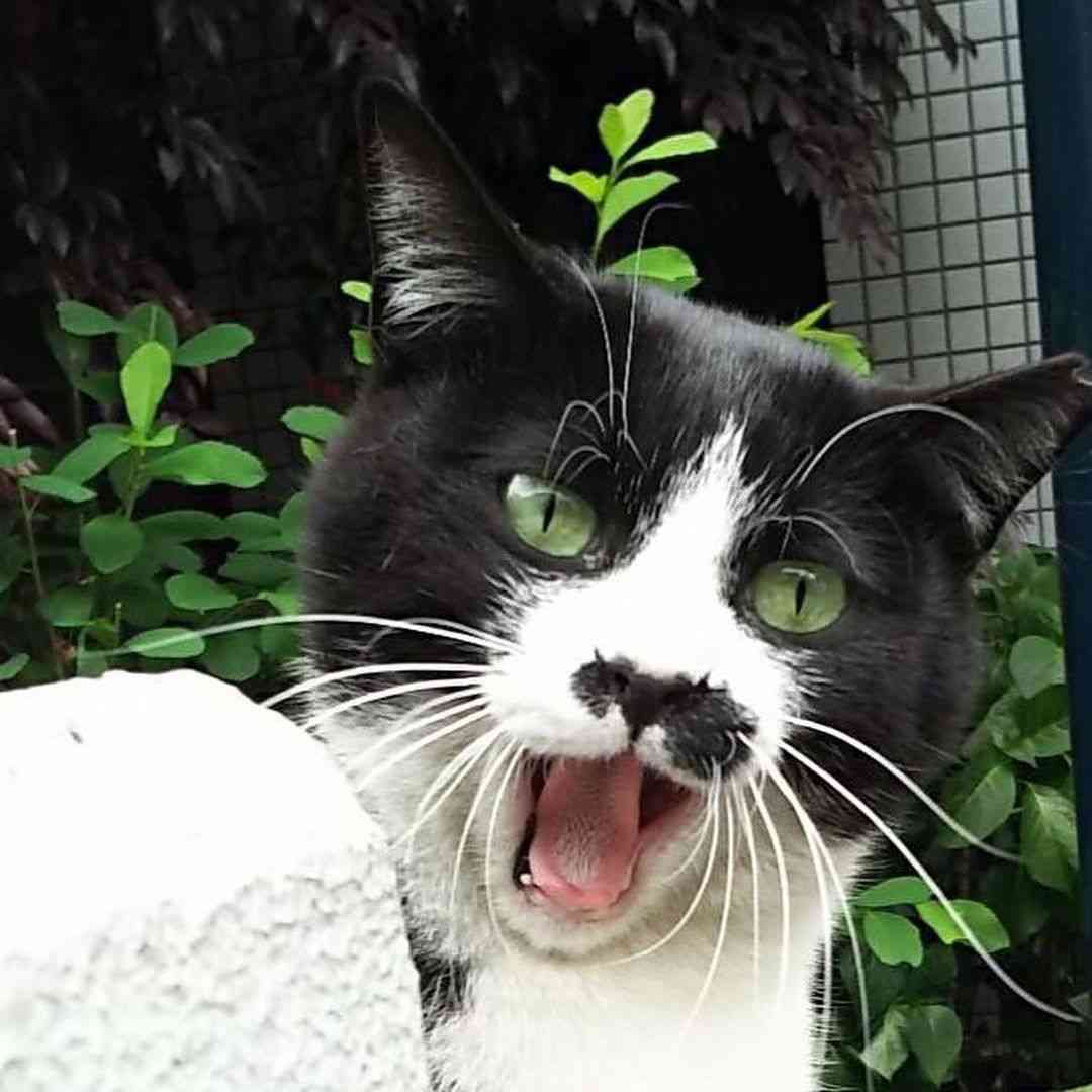 ガルちゃん猫カフェ40号店 開店しました♪ (初めての方も大歓迎！)