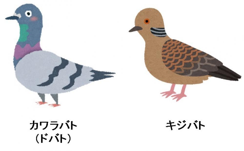 鳩の被害者集まれ