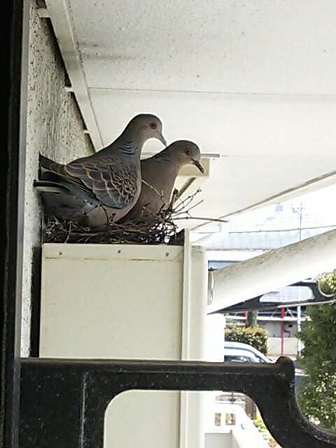 鳩の被害者集まれ