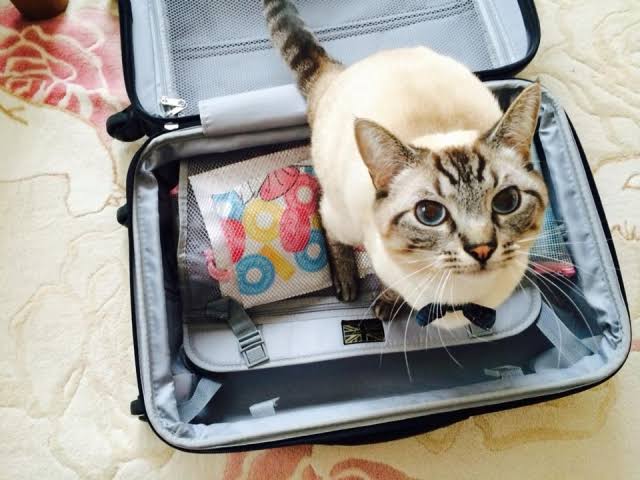 声優・花江夏樹さんのツイートで話題の「旅行に連れてけマン」とは……！？