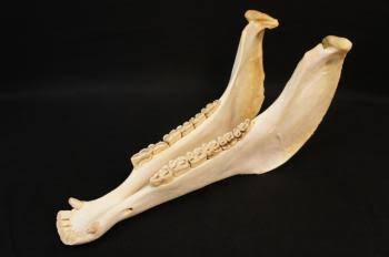 楽器の名前を答えてください