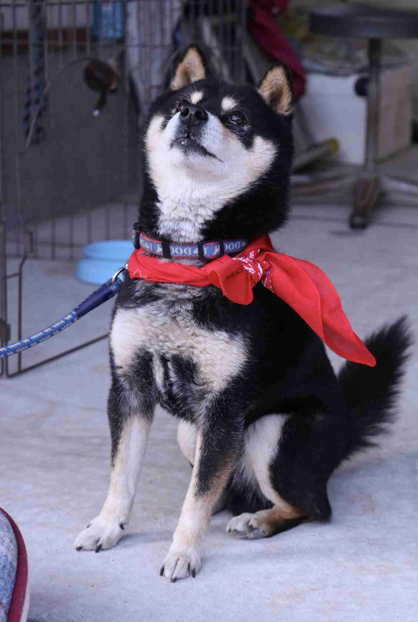 ペットって辛い時や悲しい時に慰めにきてくれませんか？