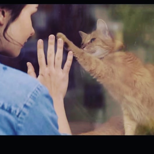 ペットって辛い時や悲しい時に慰めにきてくれませんか？