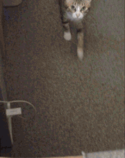 ペットって辛い時や悲しい時に慰めにきてくれませんか？