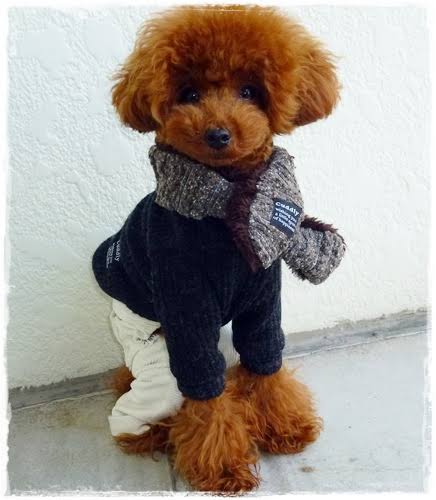 ペットって辛い時や悲しい時に慰めにきてくれませんか？