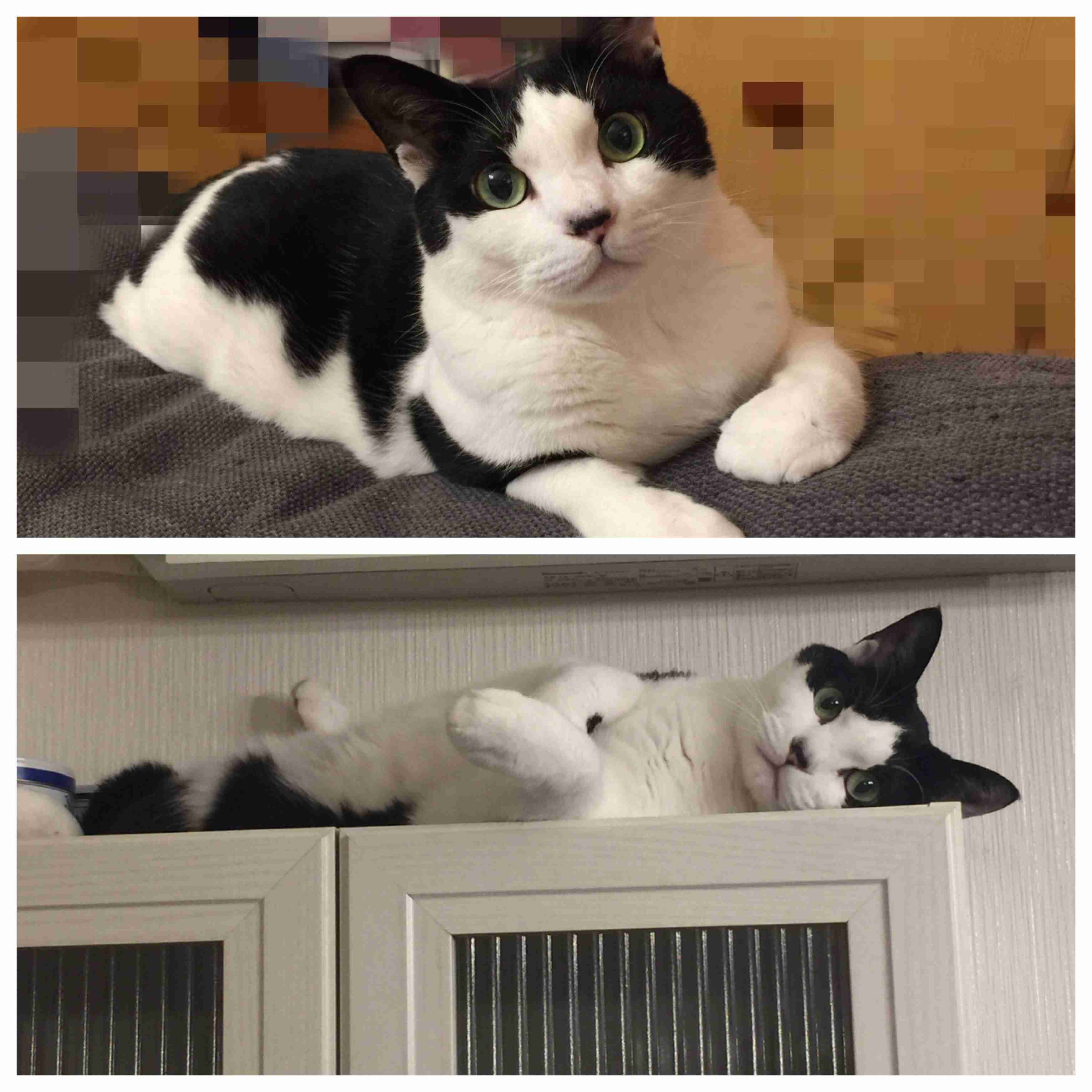 (身バレしない程度に)お宅の猫ちゃん見せてください!part3
