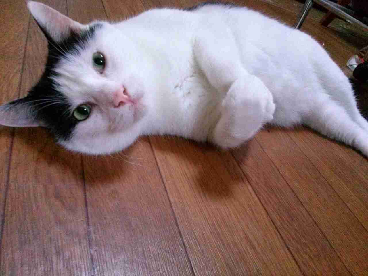 (身バレしない程度に)お宅の猫ちゃん見せてください!part3
