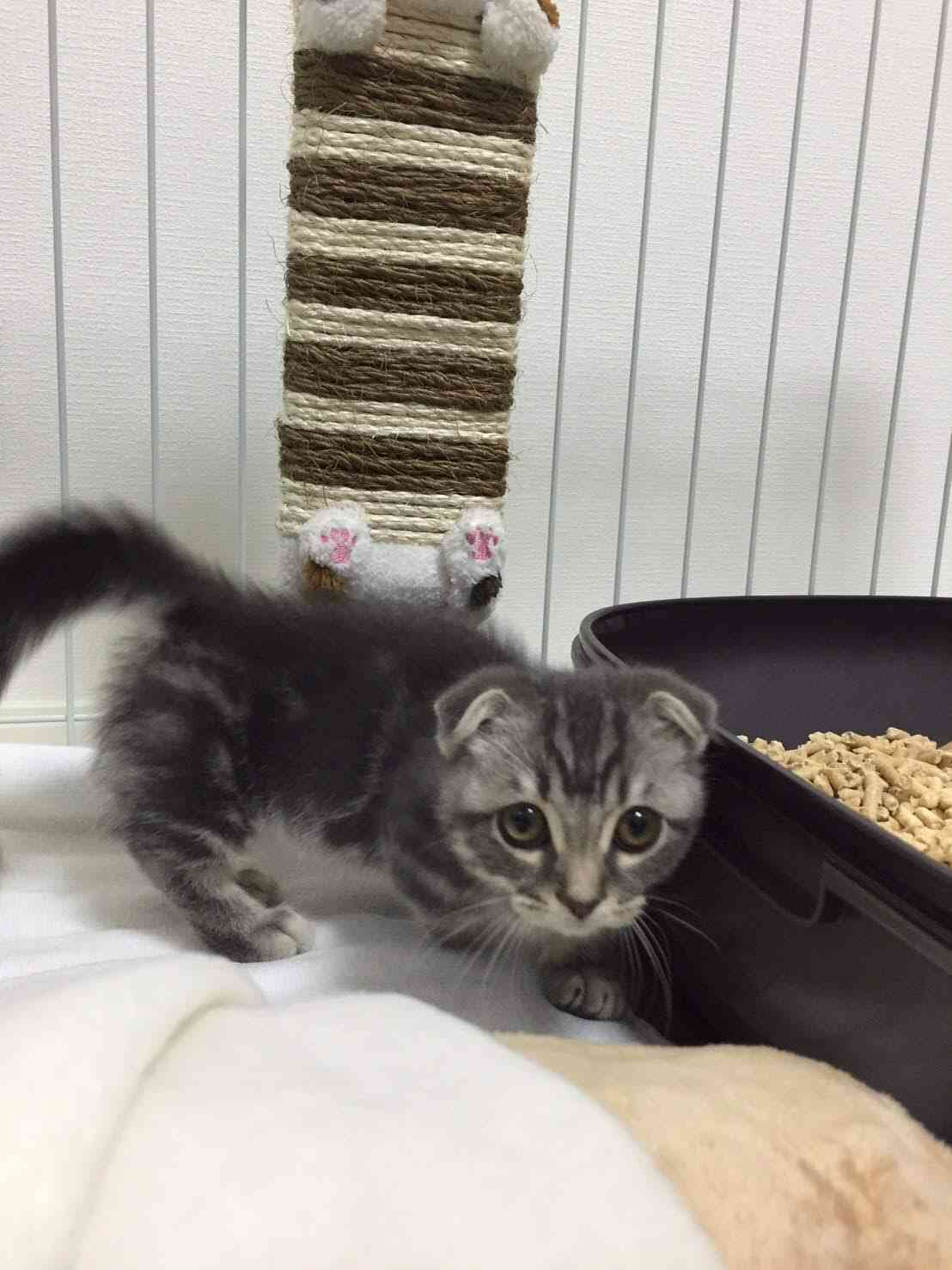 (身バレしない程度に)お宅の猫ちゃん見せてください!part3