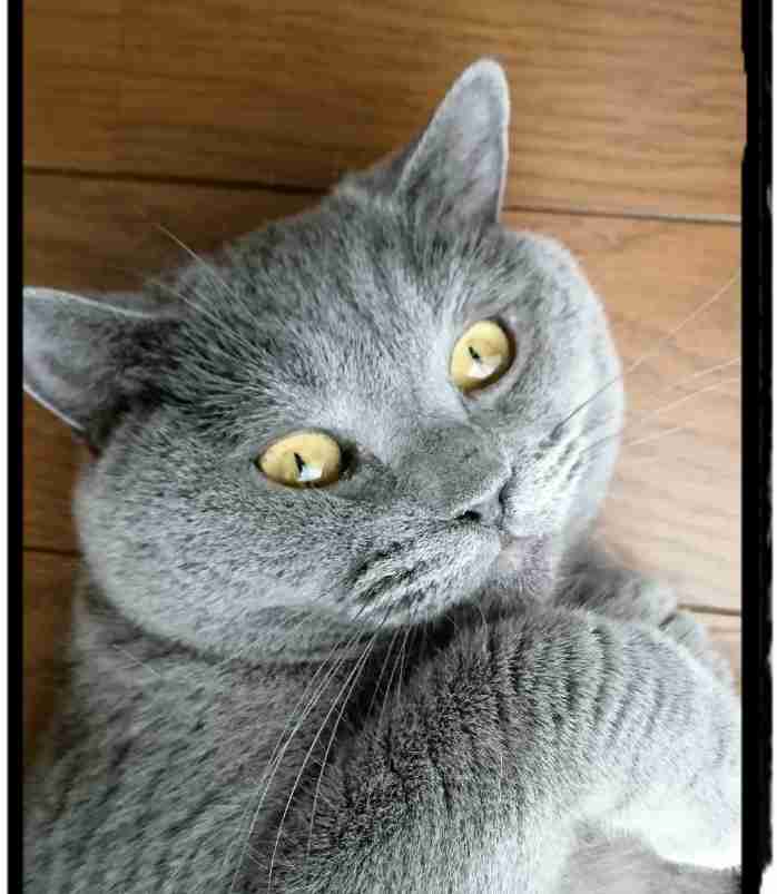(身バレしない程度に)お宅の猫ちゃん見せてください!part3