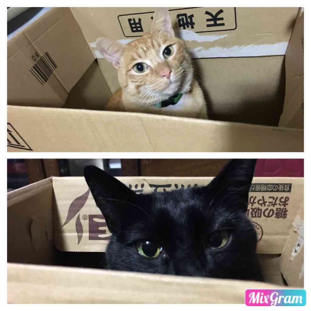(身バレしない程度に)お宅の猫ちゃん見せてください!part3