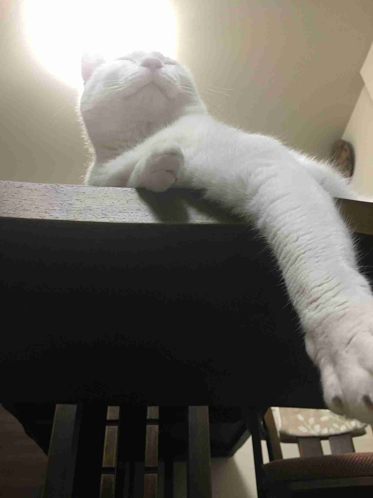 (身バレしない程度に)お宅の猫ちゃん見せてください!part3