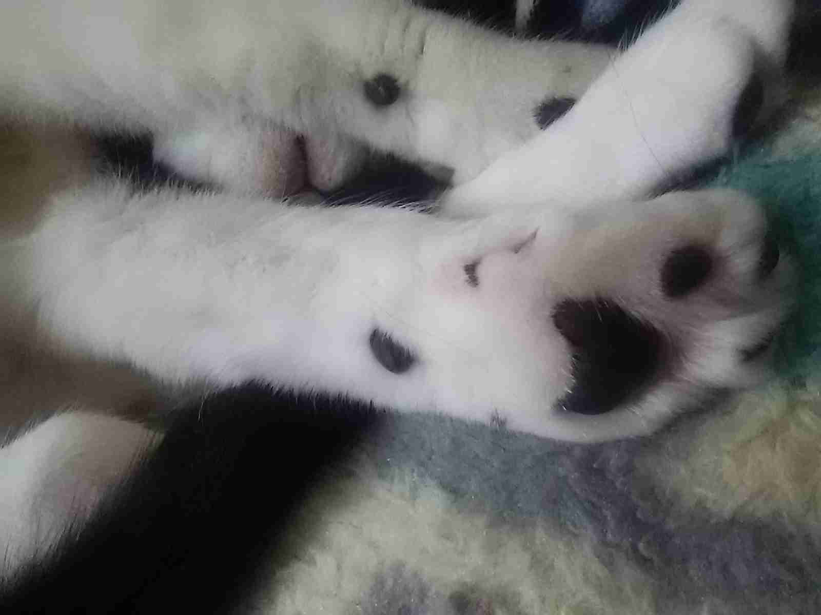 (身バレしない程度に)お宅の猫ちゃん見せてください!part3