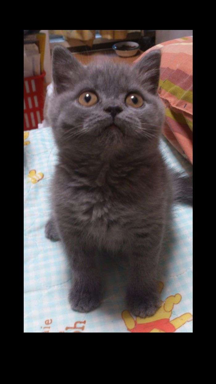 (身バレしない程度に)お宅の猫ちゃん見せてください!part3