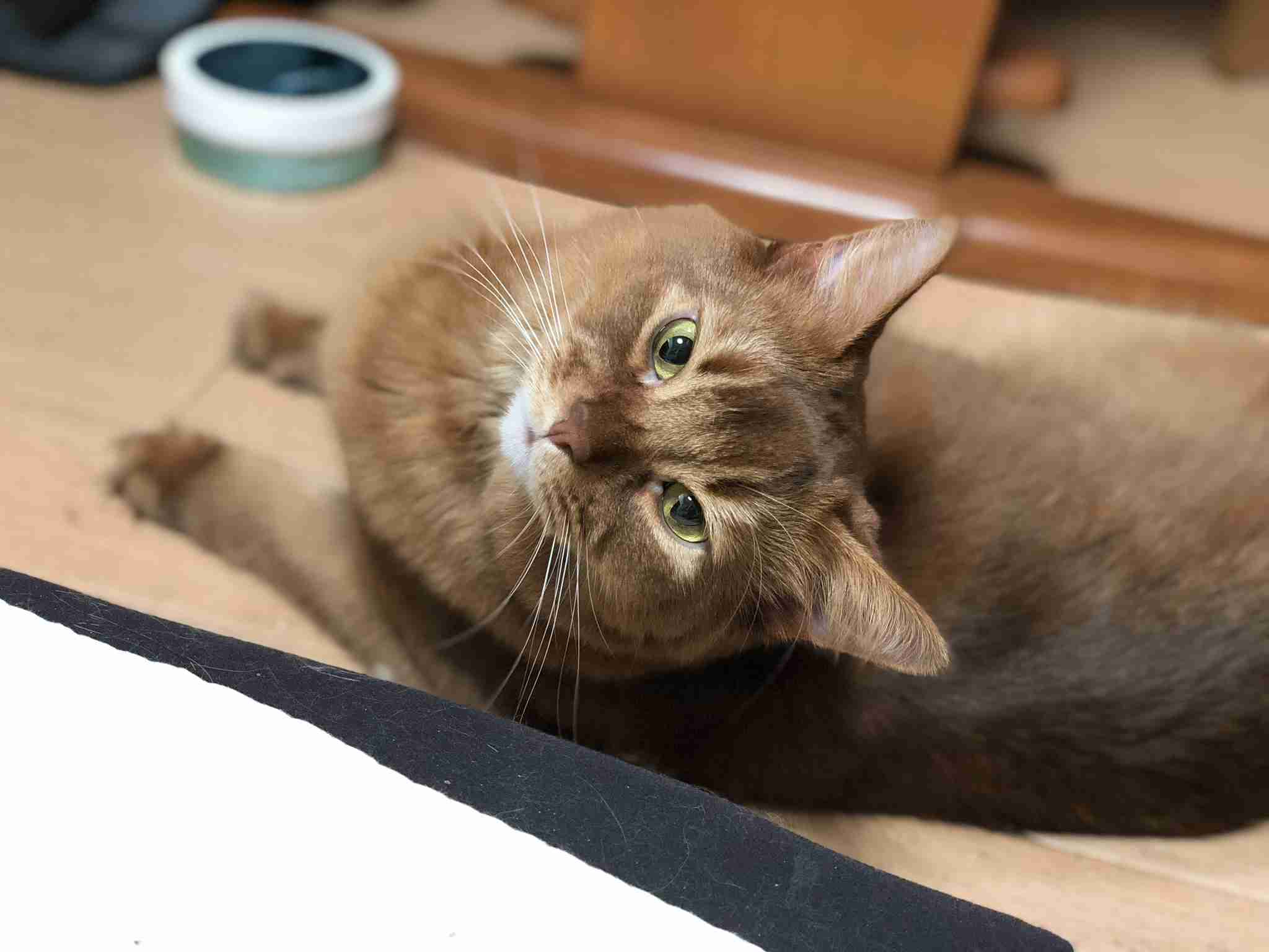(身バレしない程度に)お宅の猫ちゃん見せてください!part3