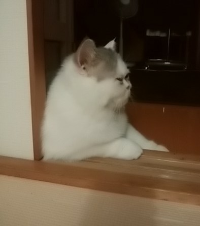 (身バレしない程度に)お宅の猫ちゃん見せてください!part3