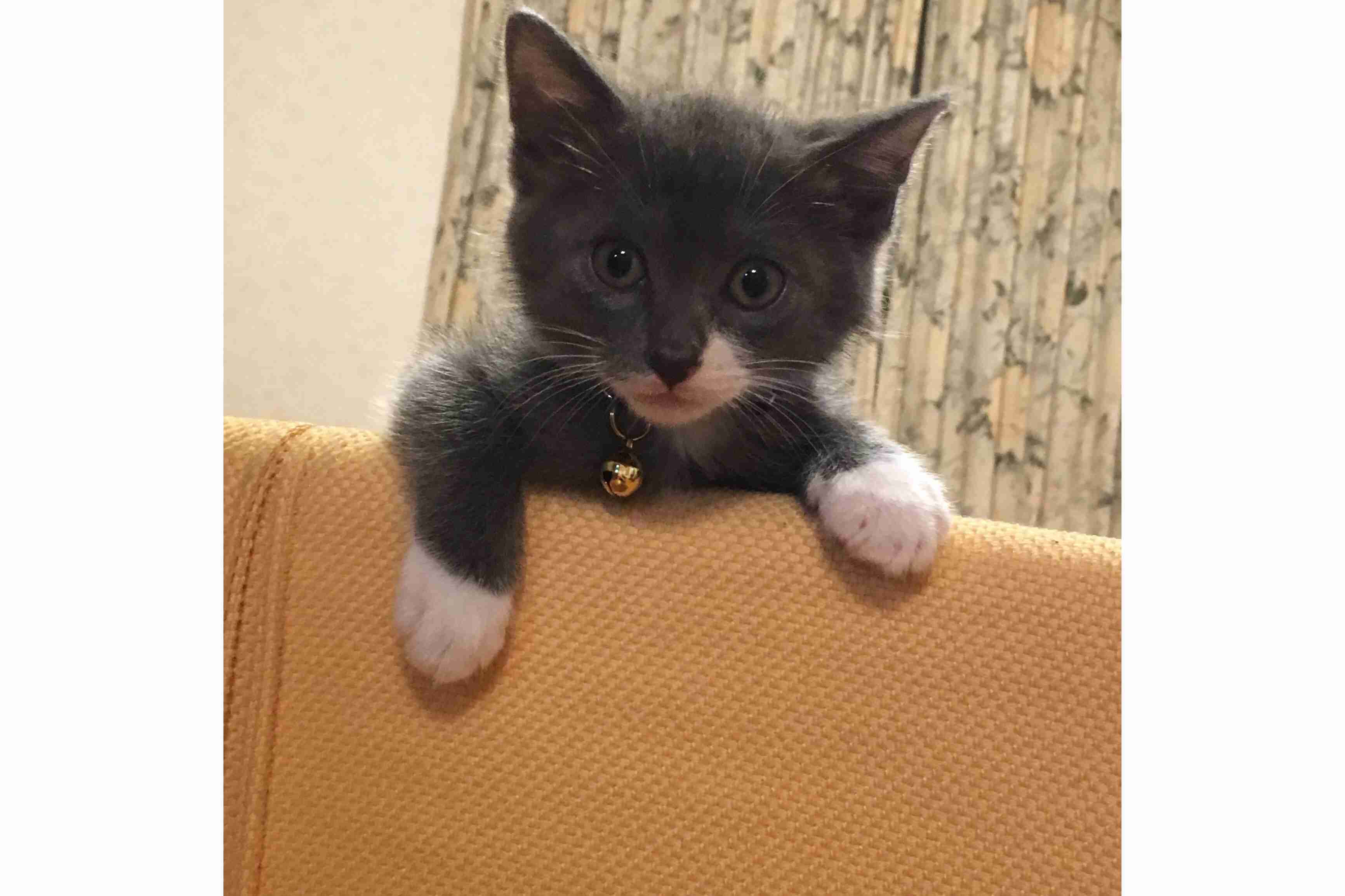 (身バレしない程度に)お宅の猫ちゃん見せてください!part3