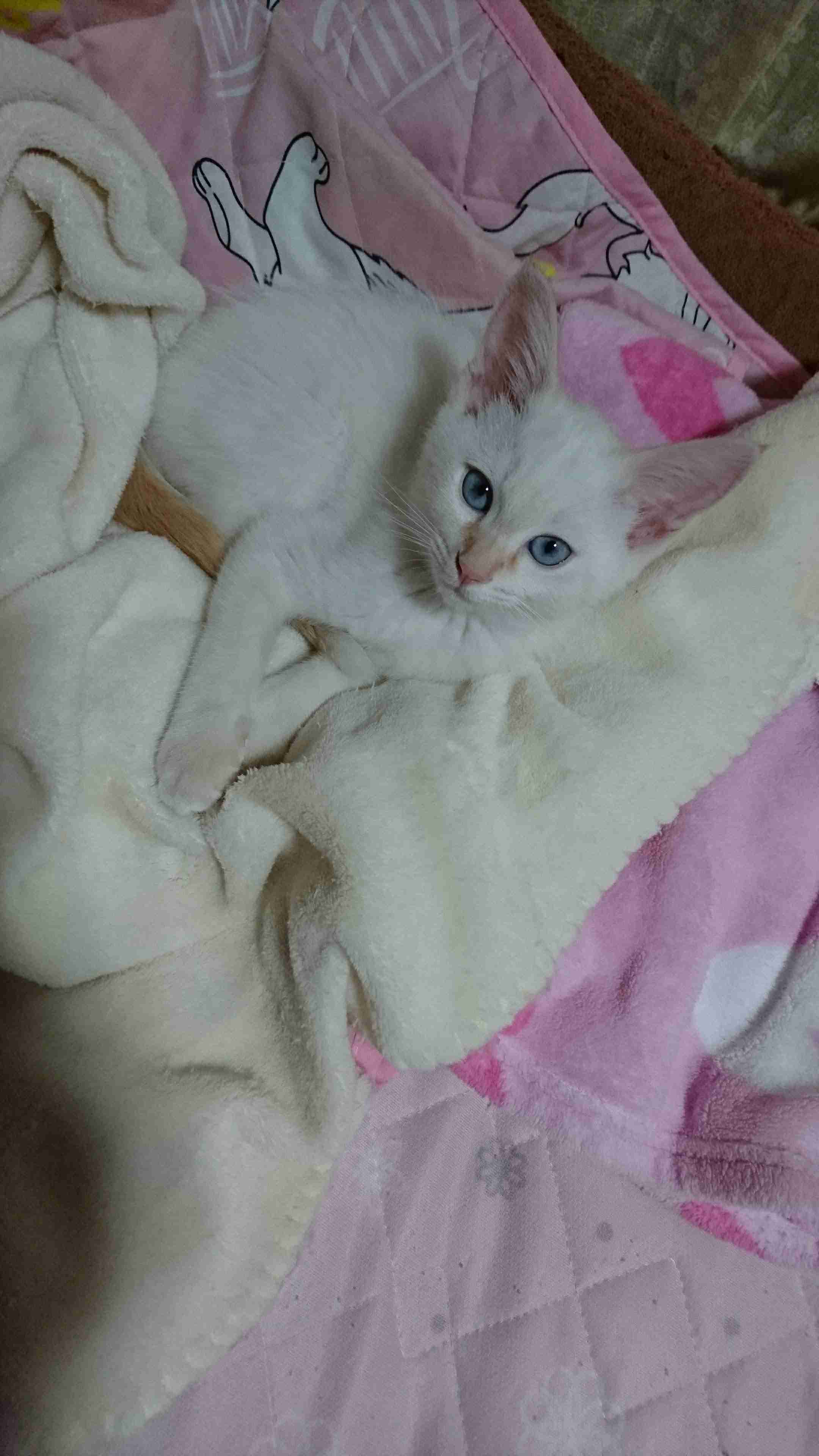 (身バレしない程度に)お宅の猫ちゃん見せてください!part3