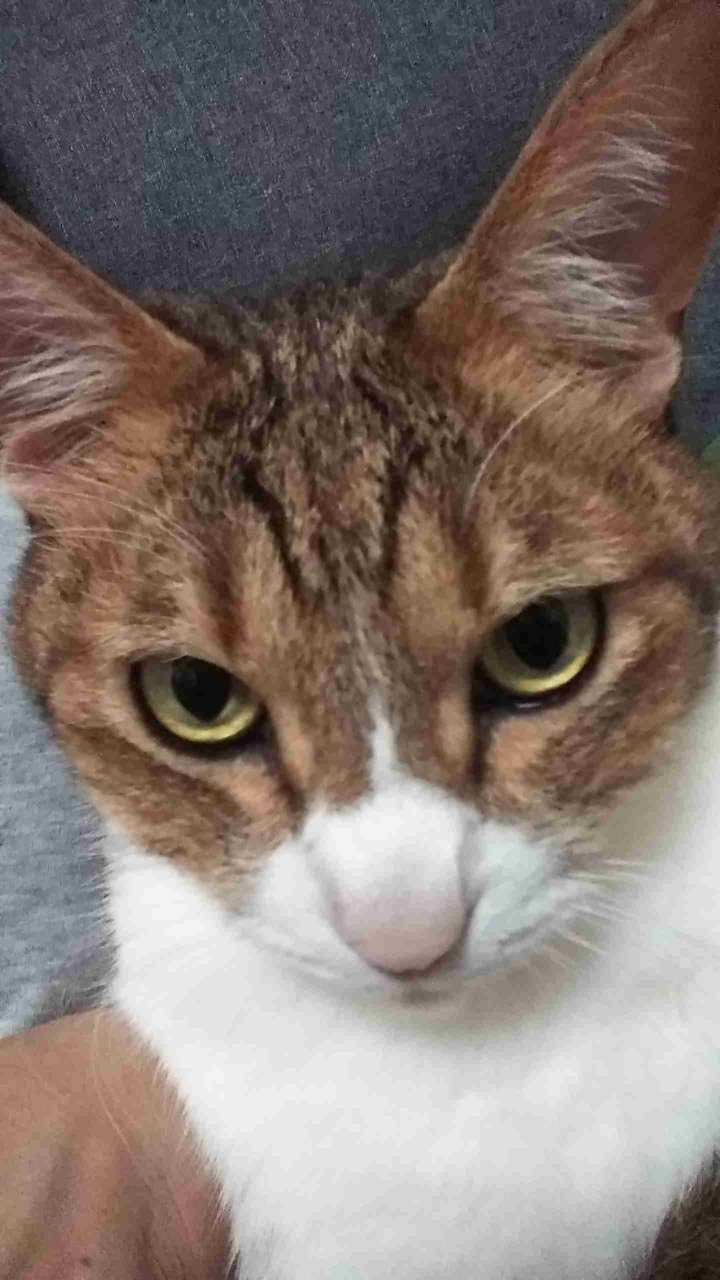 (身バレしない程度に)お宅の猫ちゃん見せてください!part3
