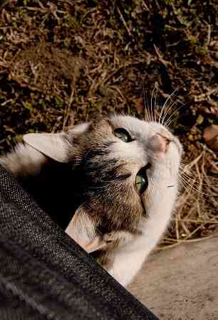 (身バレしない程度に)お宅の猫ちゃん見せてください!part3