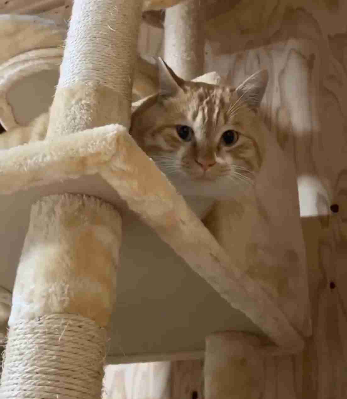 (身バレしない程度に)お宅の猫ちゃん見せてください!part3