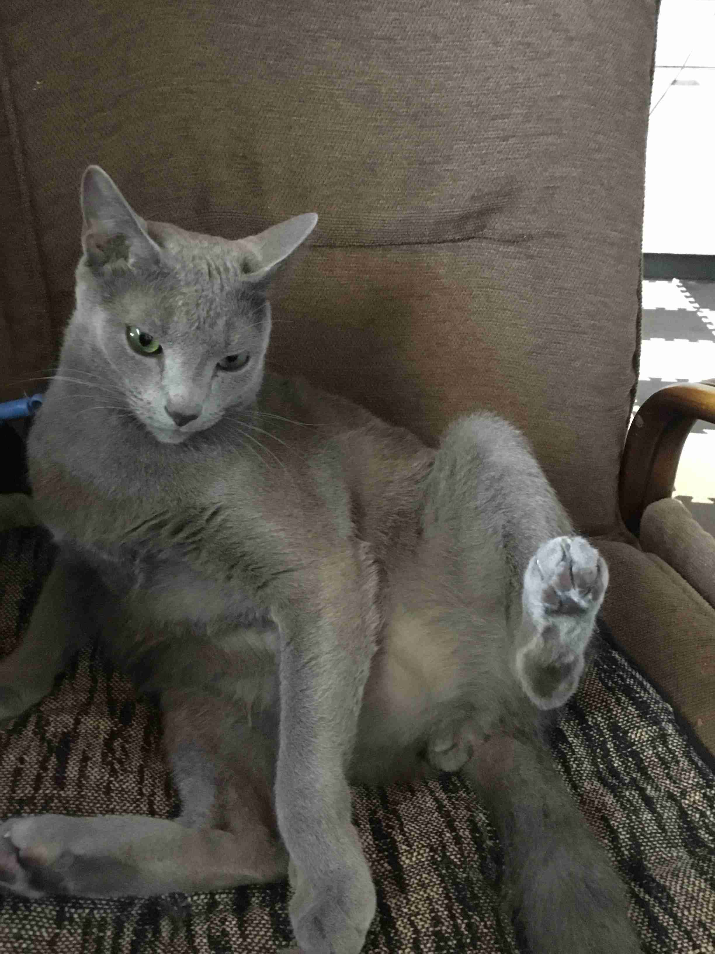 (身バレしない程度に)お宅の猫ちゃん見せてください!part3