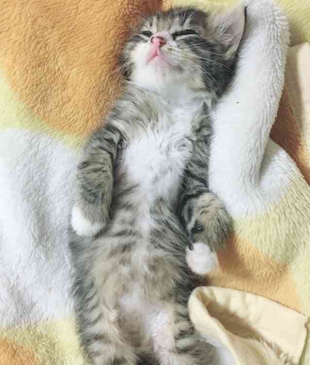 (身バレしない程度に)お宅の猫ちゃん見せてください!part3
