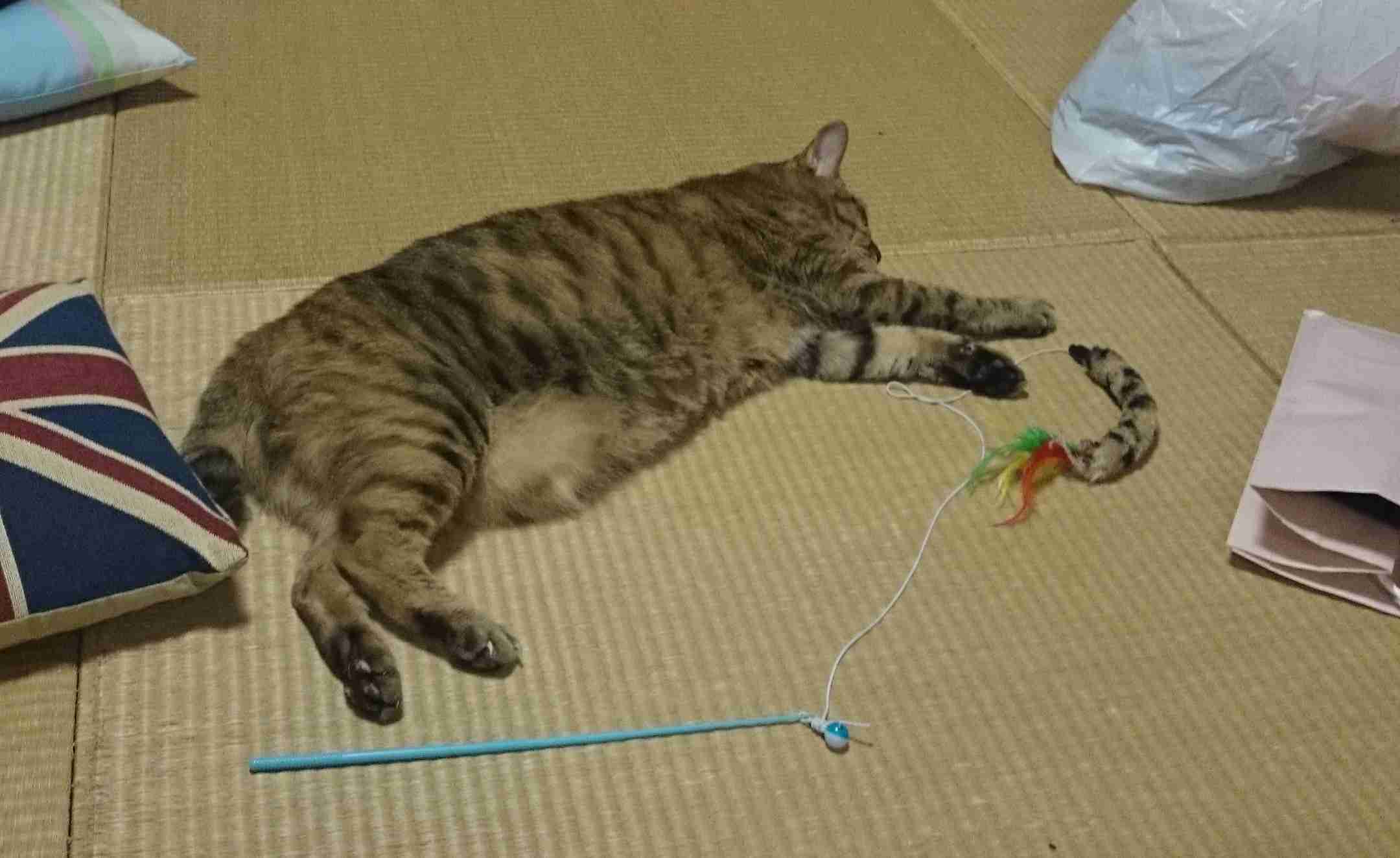 (身バレしない程度に)お宅の猫ちゃん見せてください!part3