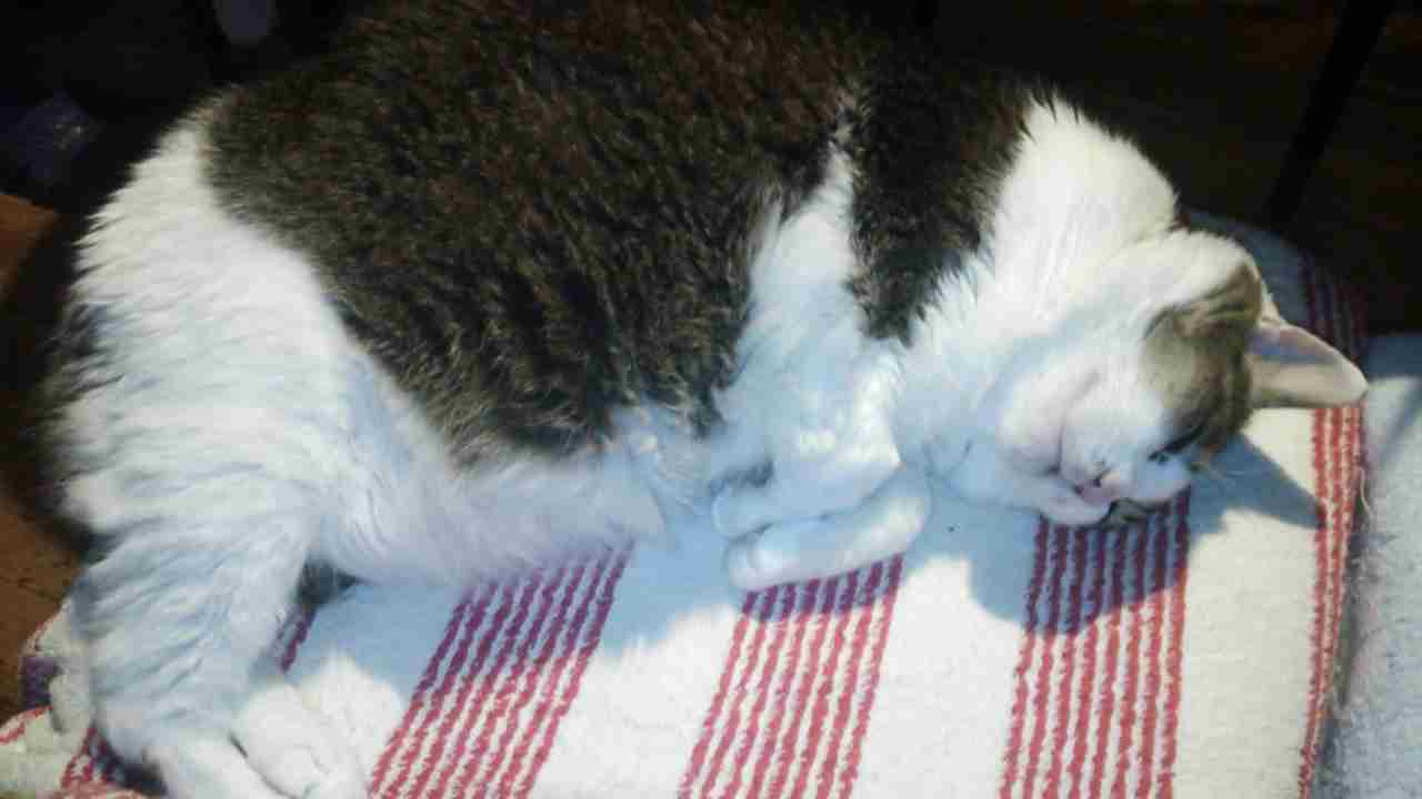 (身バレしない程度に)お宅の猫ちゃん見せてください!part3