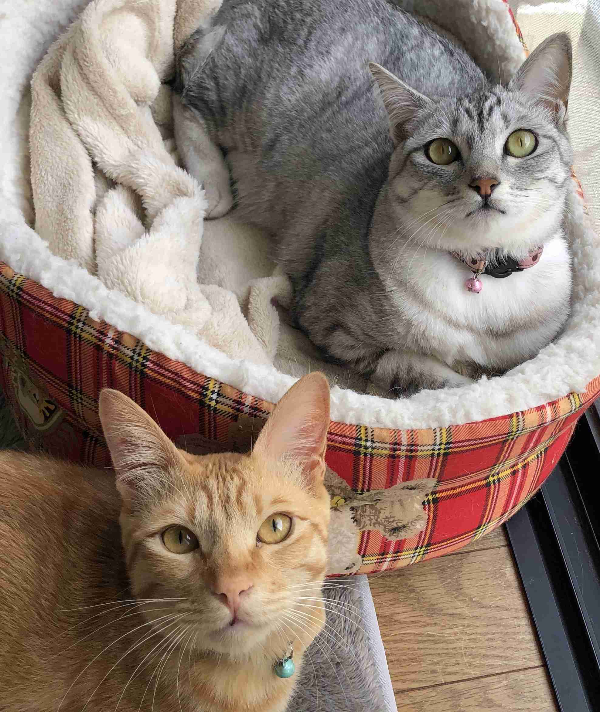 (身バレしない程度に)お宅の猫ちゃん見せてください!part3