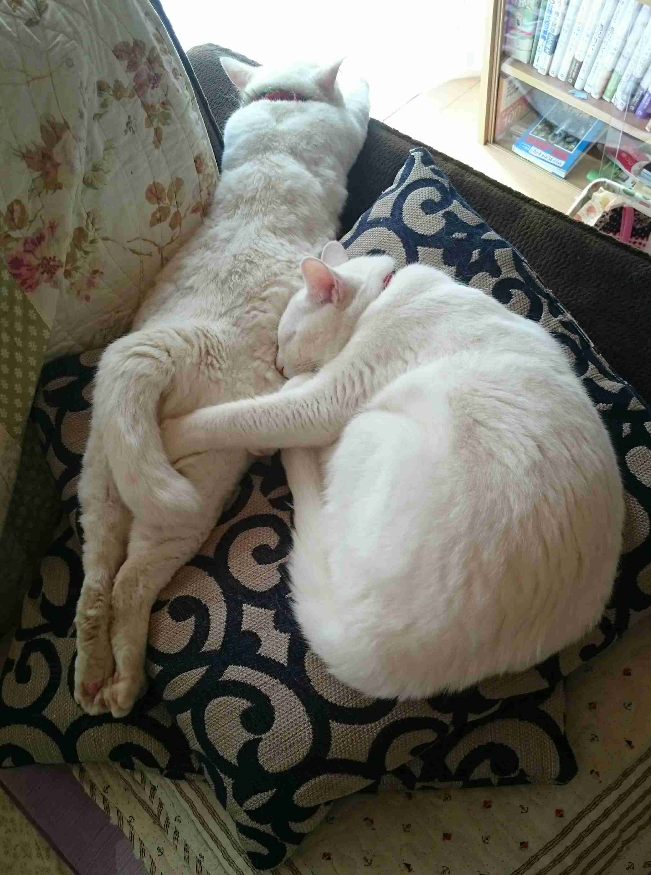 (身バレしない程度に)お宅の猫ちゃん見せてください!part3