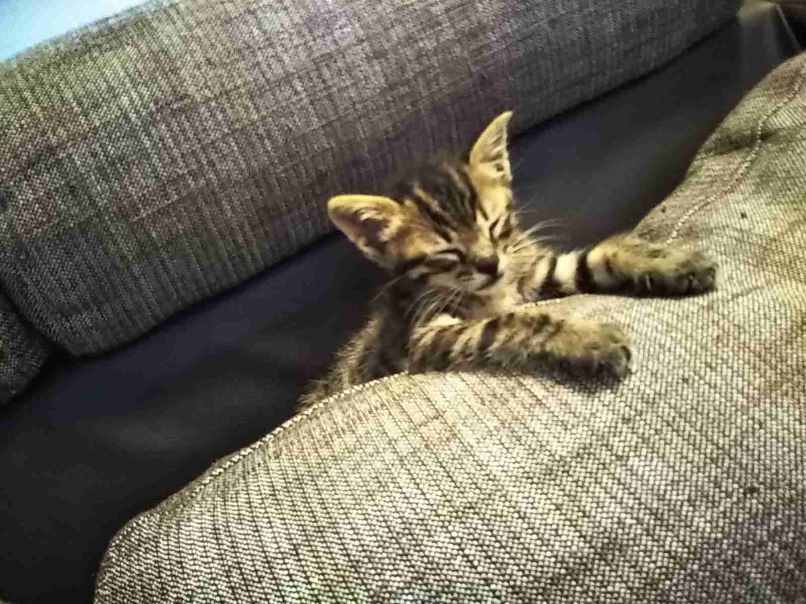 (身バレしない程度に)お宅の猫ちゃん見せてください!part3