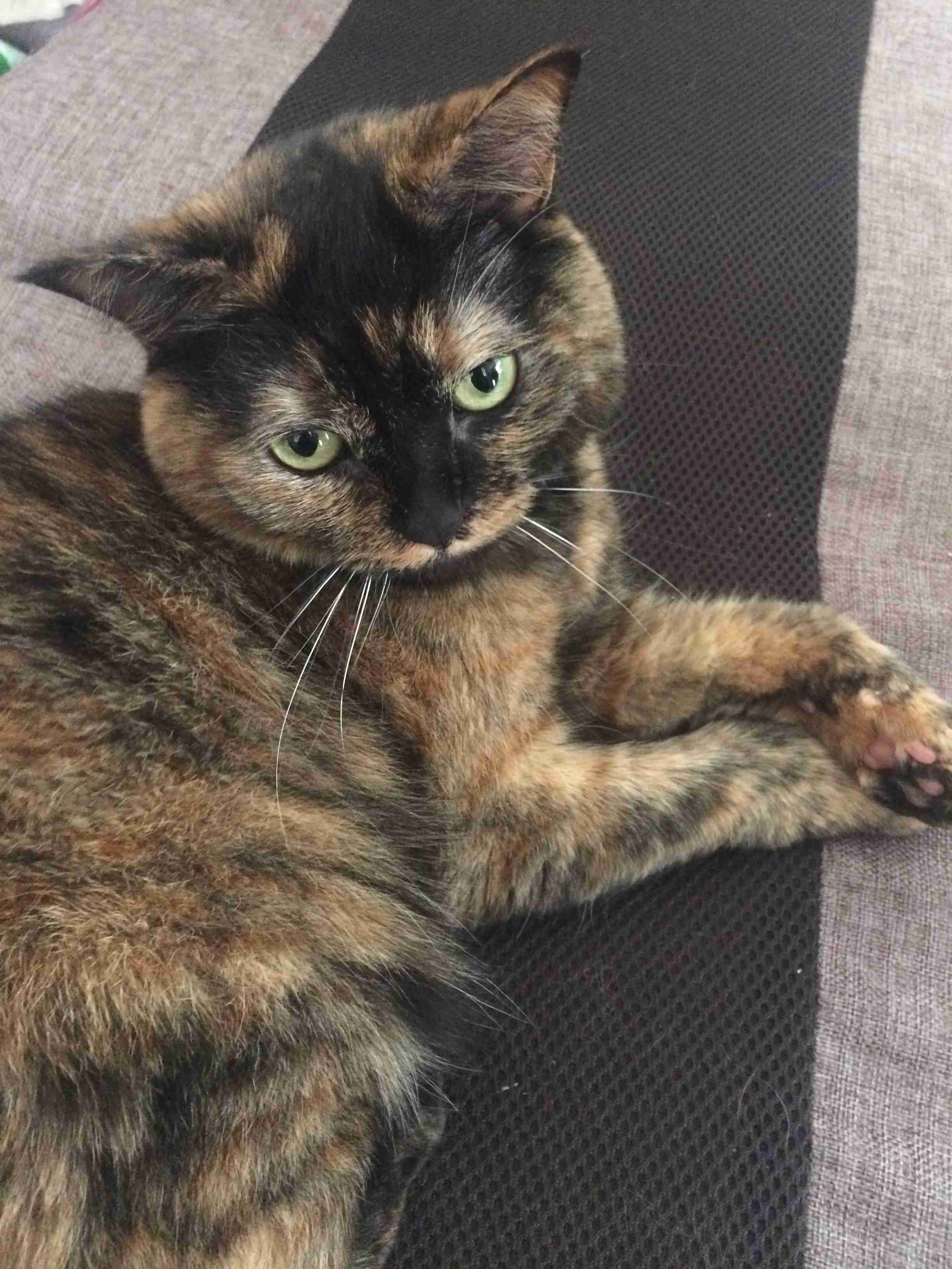 (身バレしない程度に)お宅の猫ちゃん見せてください!part3