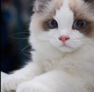 (身バレしない程度に)お宅の猫ちゃん見せてください!part3