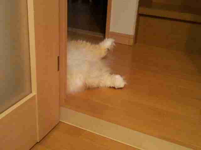(身バレしない程度に)お宅の猫ちゃん見せてください!part3
