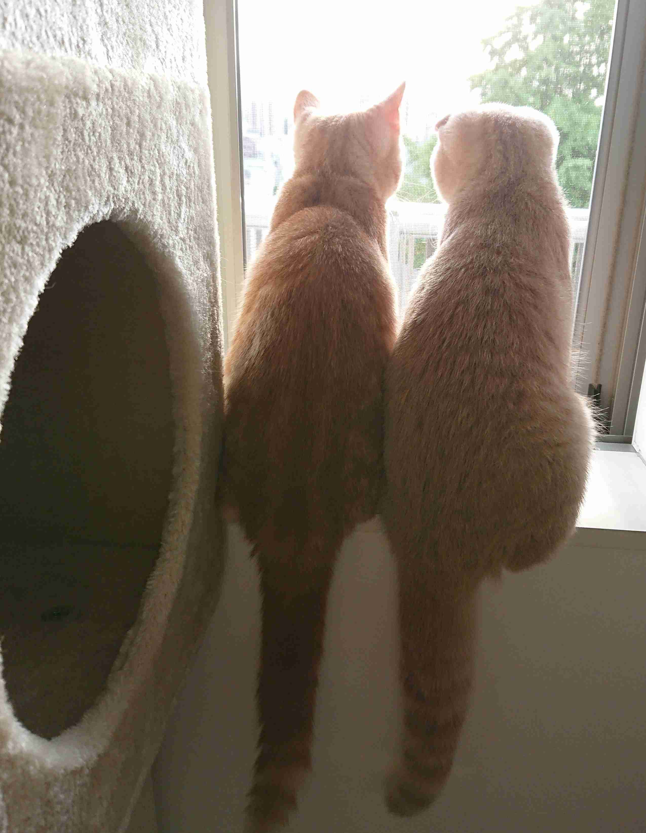 (身バレしない程度に)お宅の猫ちゃん見せてください!part3