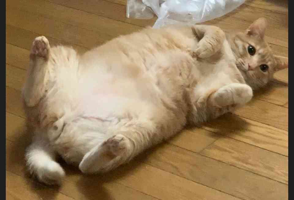(身バレしない程度に)お宅の猫ちゃん見せてください!part3
