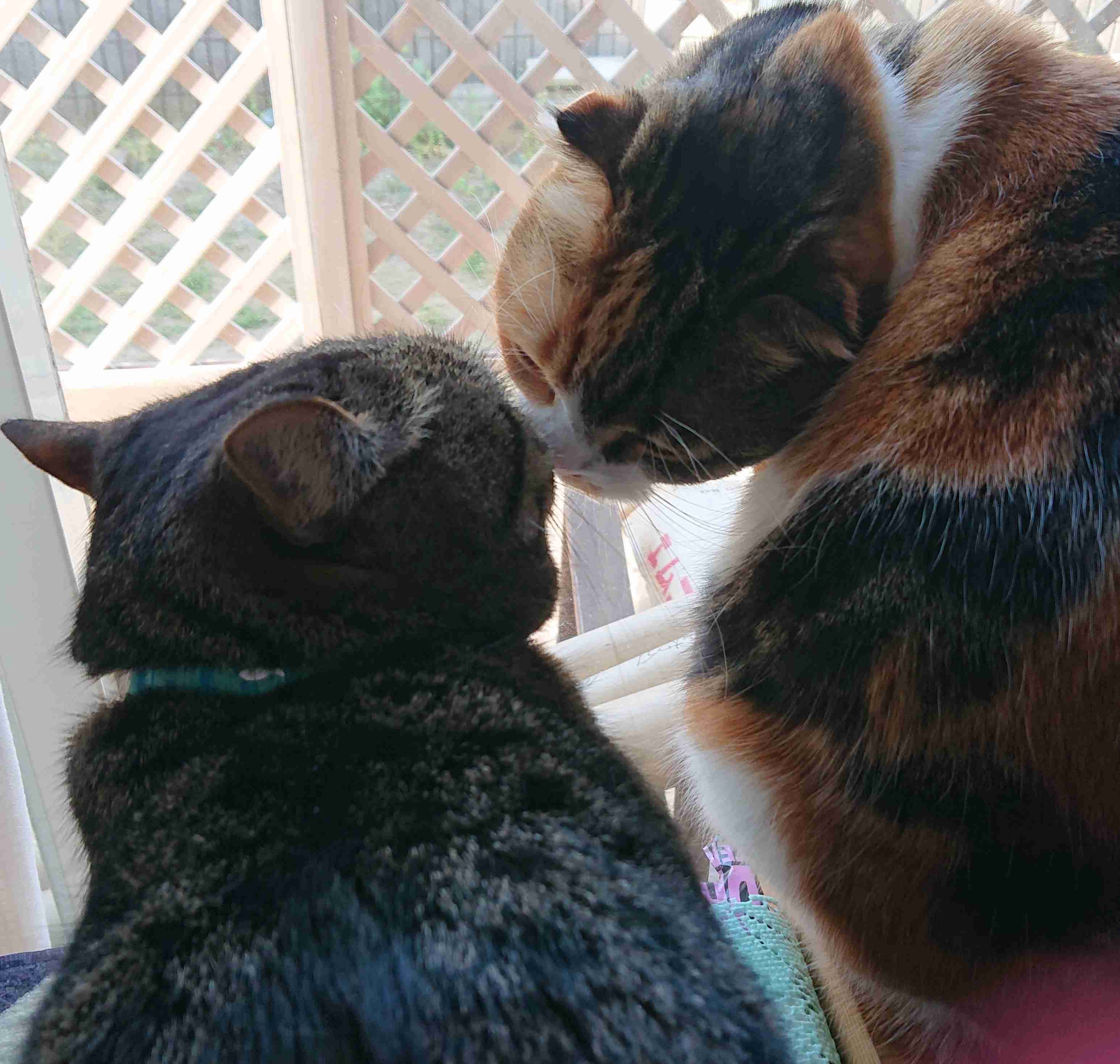(身バレしない程度に)お宅の猫ちゃん見せてください!part3