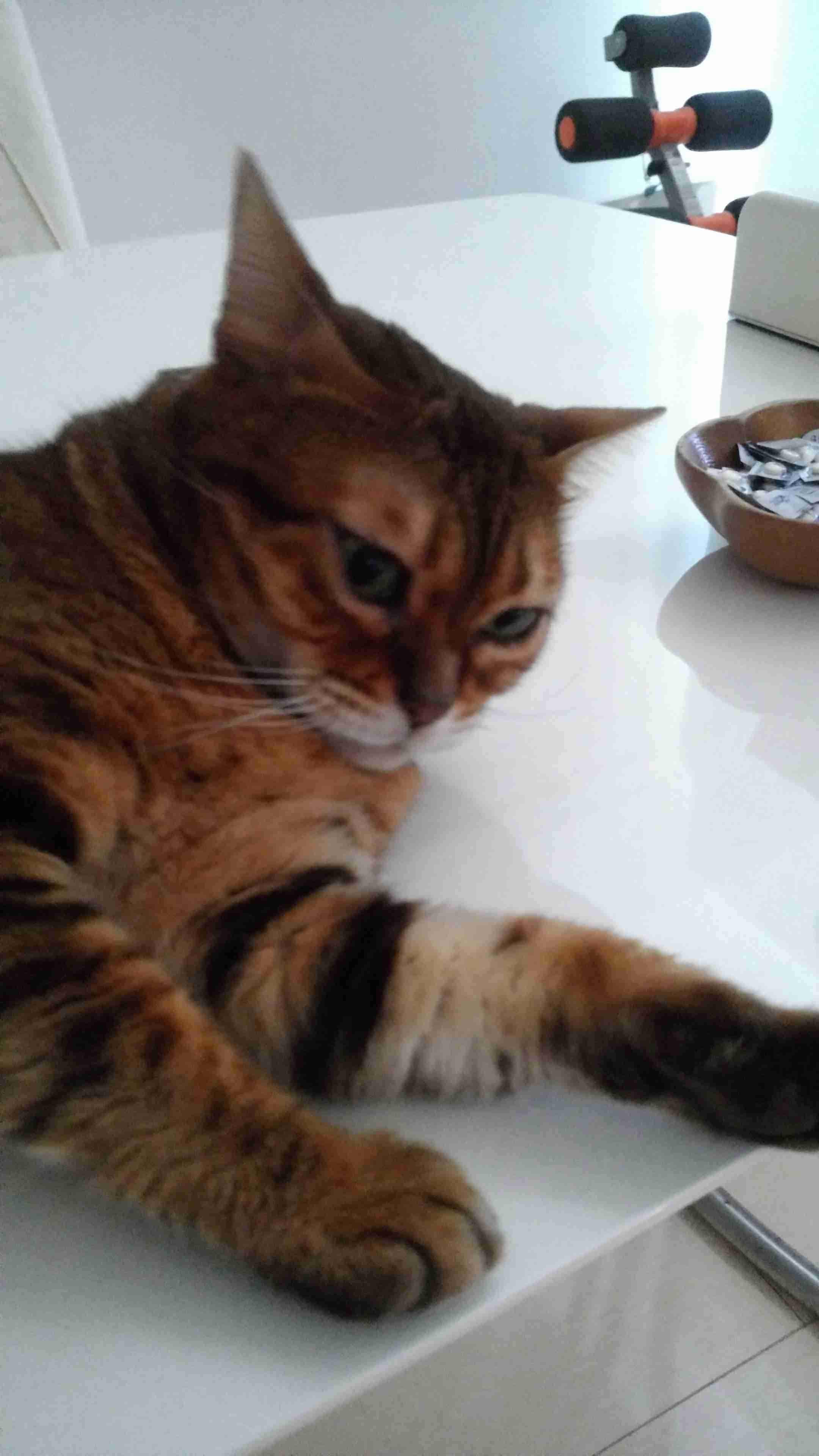 (身バレしない程度に)お宅の猫ちゃん見せてください!part3