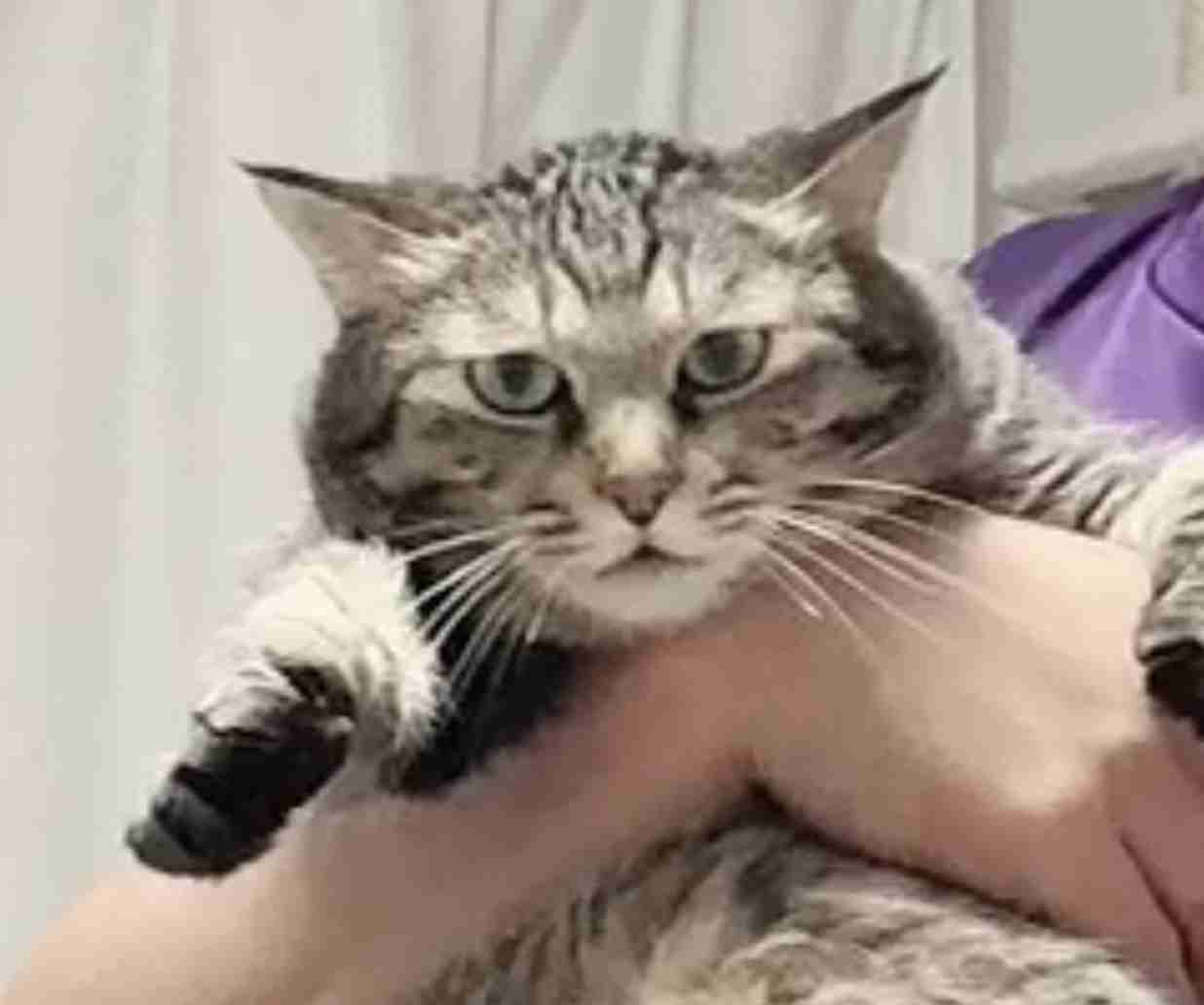 (身バレしない程度に)お宅の猫ちゃん見せてください!part3